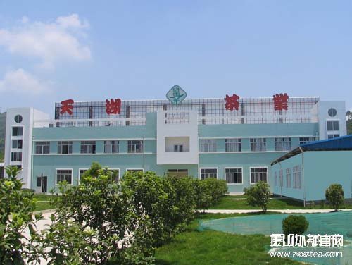 天湖茶叶的福鼎白茶工厂